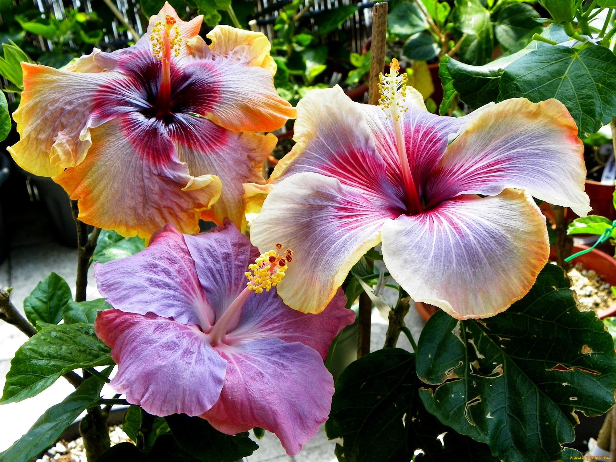 Фото гибискуса. Гибискус Seminole Princess. Гибискус (Hibiscus).. Гибискус Матильда. Гибискус трехцветный.